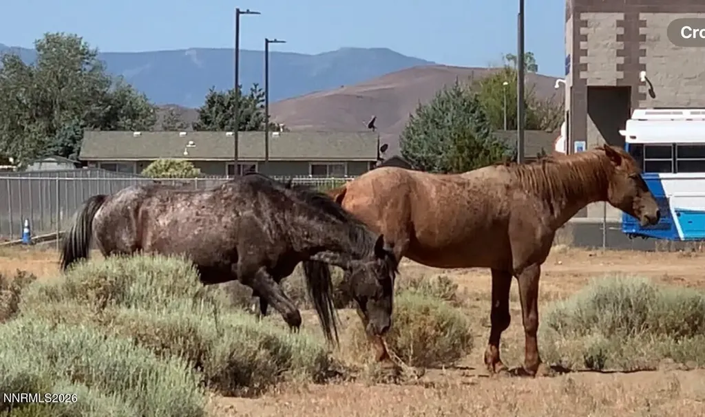 19 Wells Fargo Dayton NV 89403