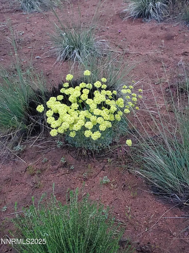 3303 High Rock Gerlach NV 89412