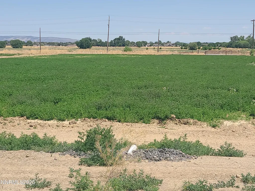 900 Cattle Fernley NV 89408