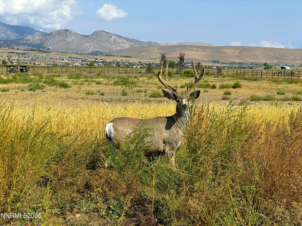 2460 Deerhaven Minden NV 89423