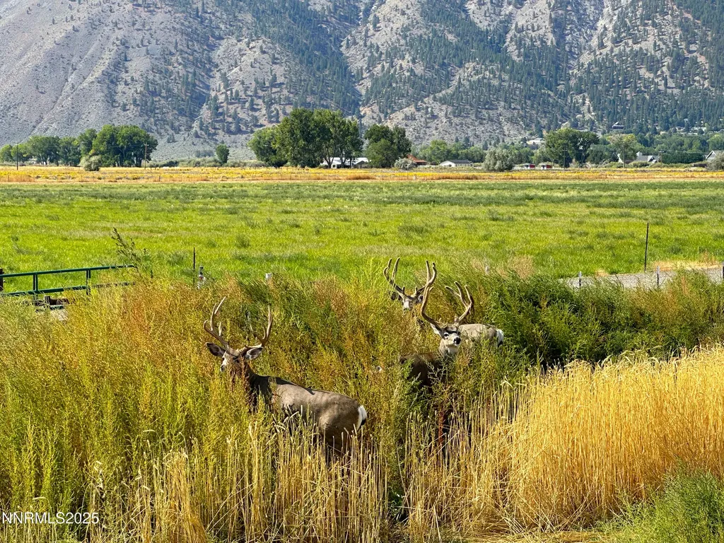 2460 Deerhaven Minden NV 89423