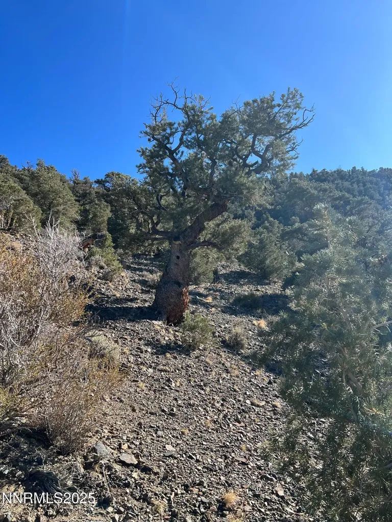 Apn 00665121 Hawthorne NV 89415