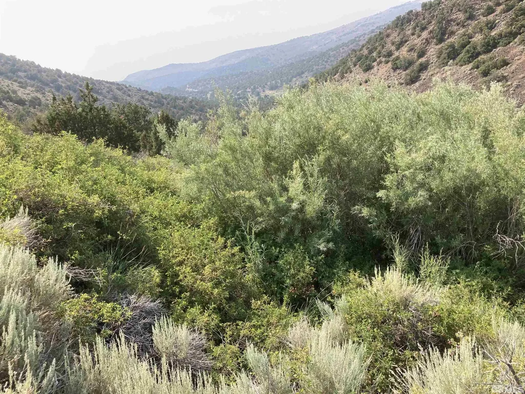 0 Quaking Aspen/microwave Reno NV 89510