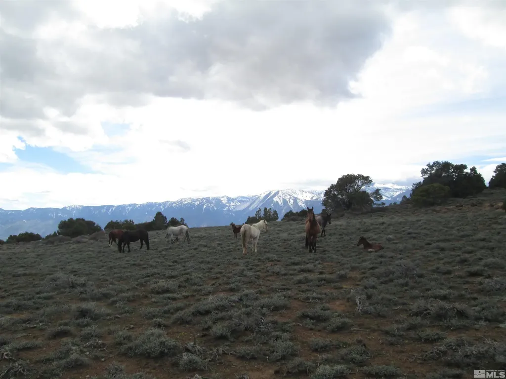 00430124 Mount Davidson Virginia City NV 89440