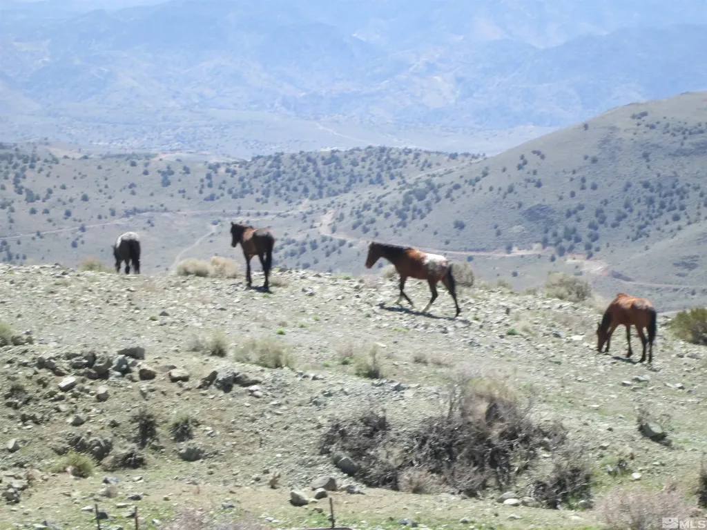 00430124 Mount Davidson Virginia City NV 89440