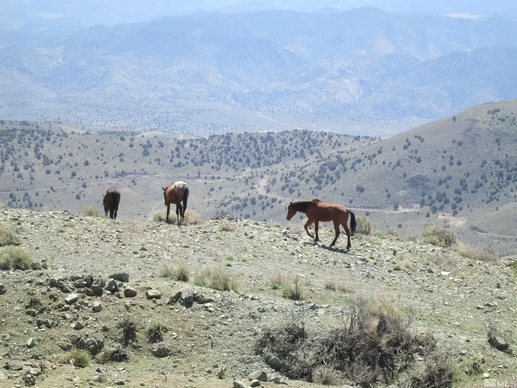 00430124 Mount Davidson Virginia City NV 89440