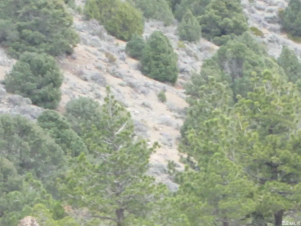 00430124 Mount Davidson Virginia City NV 89440