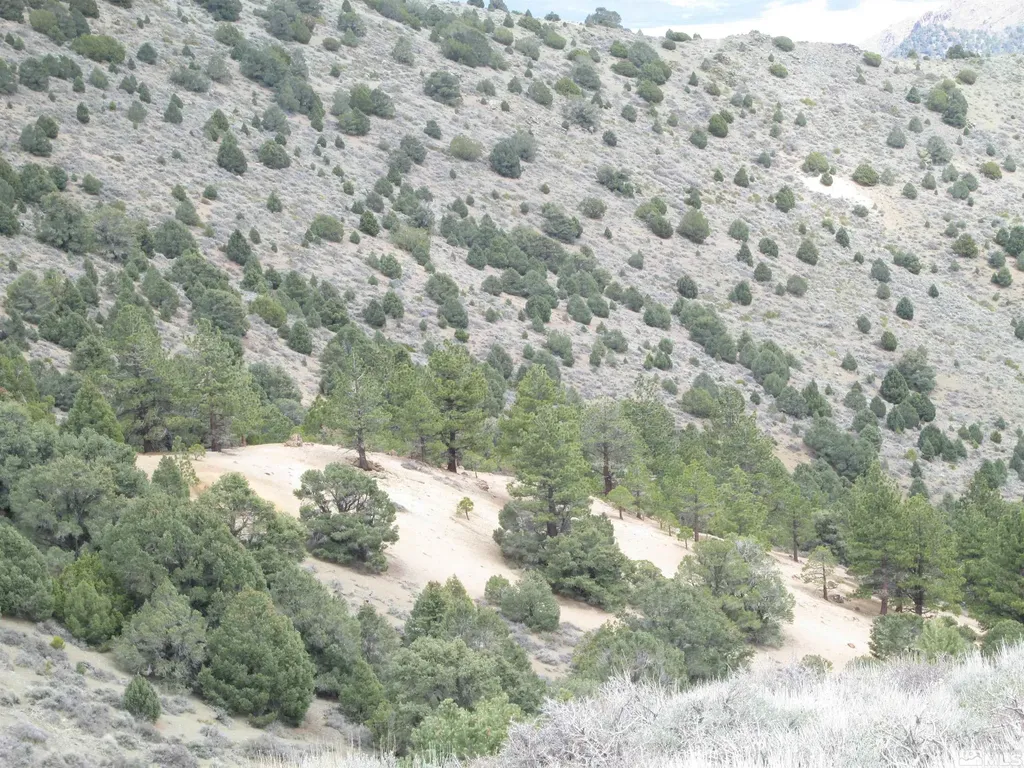 00430124 Mount Davidson Virginia City NV 89440