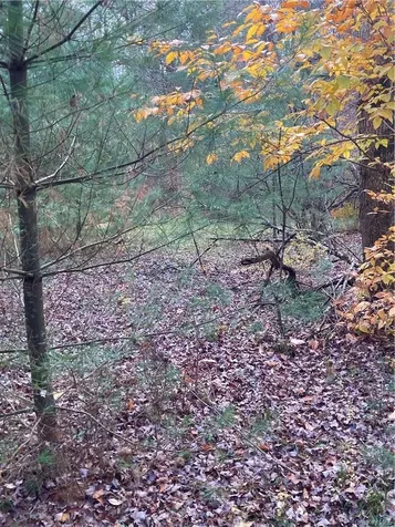 140 Plank Road Mongaup Valley NY 12762