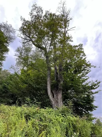 34 Black Bear Crossing Claryville NY 12725
