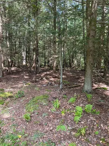 000 Cooper Drive Road Kauneonga Lake NY 12783