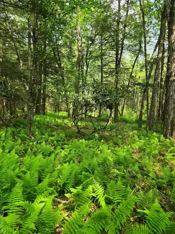 Lot 4 Deer Meadow Road White Lake NY 12786