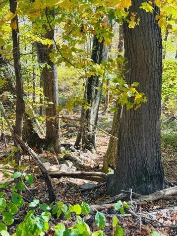 Lot 11 Shamrock Drive Putnam Valley NY 10579