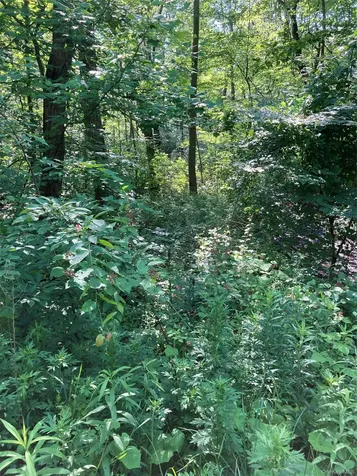 15 Adam Wagner Lane Mahopac NY 10541