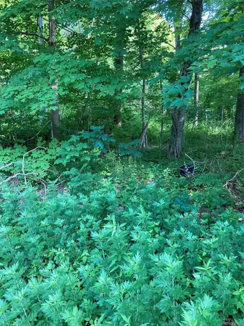 15 Adam Wagner Lane Mahopac NY 10541