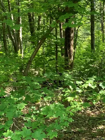 15 Adam Wagner Lane Mahopac NY 10541