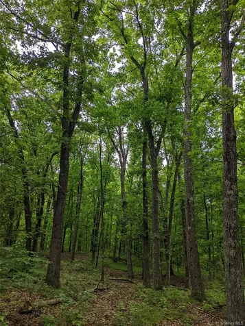 Parcel 1 - Tbd Woodstock Road Millbrook NY 12545