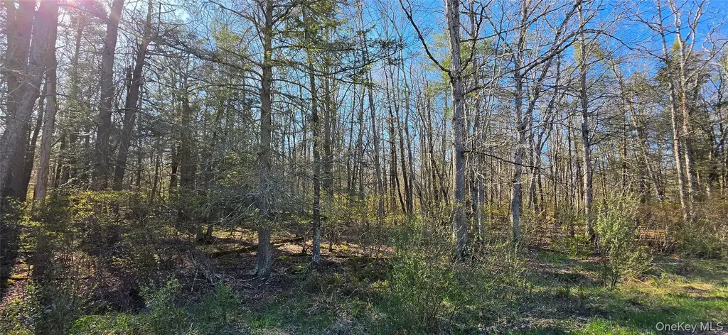 Lot 70 Cushetunk Drive Cochecton NY 12726