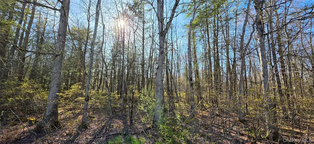 Lot 70 Cushetunk Drive Cochecton NY 12726
