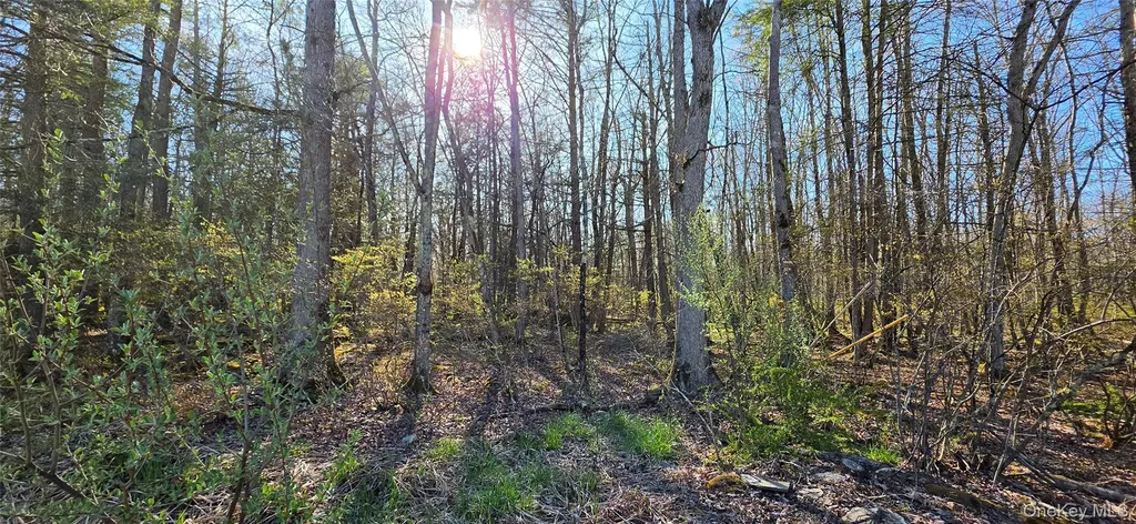 Lot 70 Cushetunk Drive Cochecton NY 12726