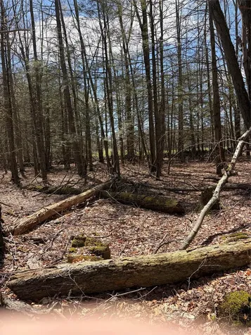 209 Stream Hollow Fallsburg NY 12428