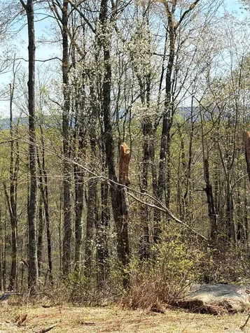 209 Stream Hollow Fallsburg NY 12428