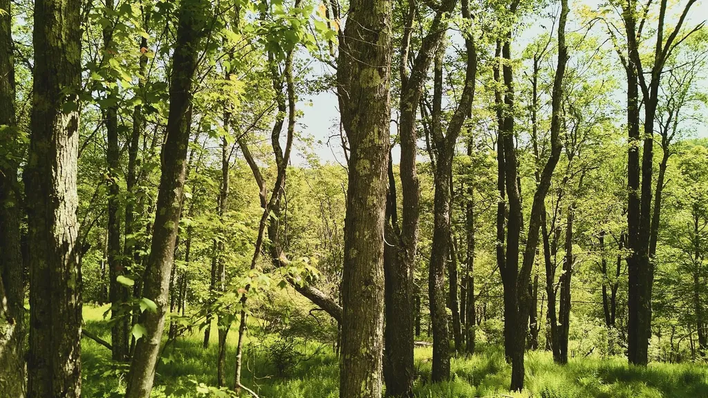 00 Benton Hollow Liberty NY 12754