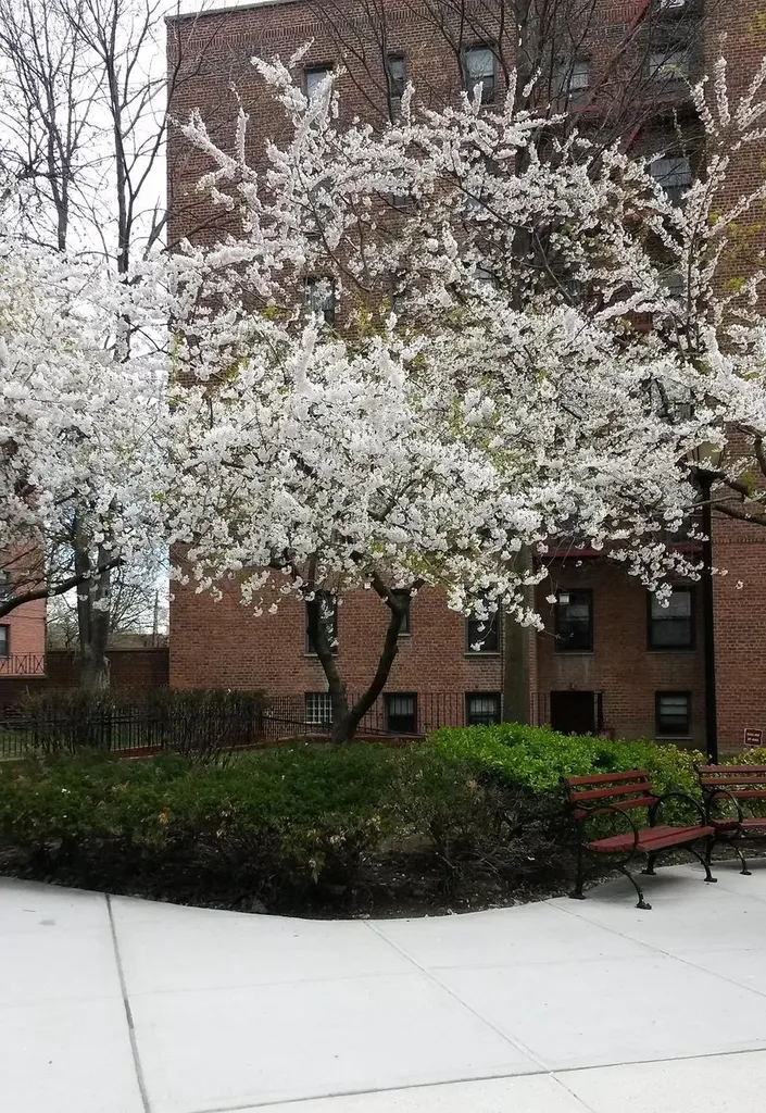 150-11 72 Road Flushing NY 11367