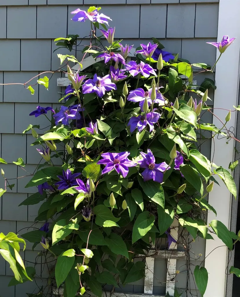 39 Rossmore Avenue Bronxville NY 10708