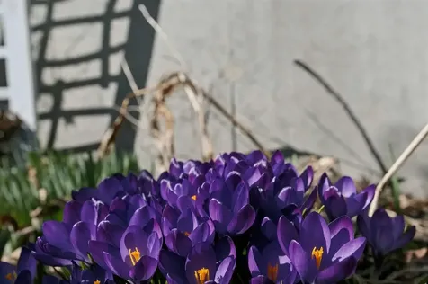 24 Palmetto Drive Shirley NY 11967