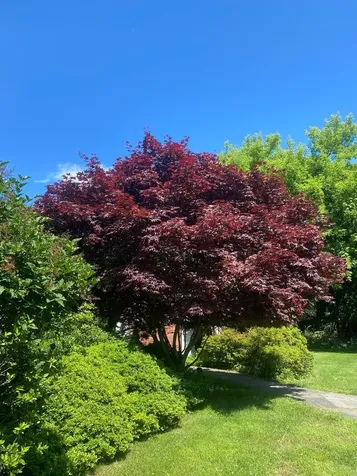 15 Cemetery Lane Setauket NY 11733