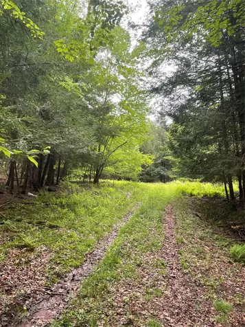 39 Birch Lane Swan Lake NY 12783