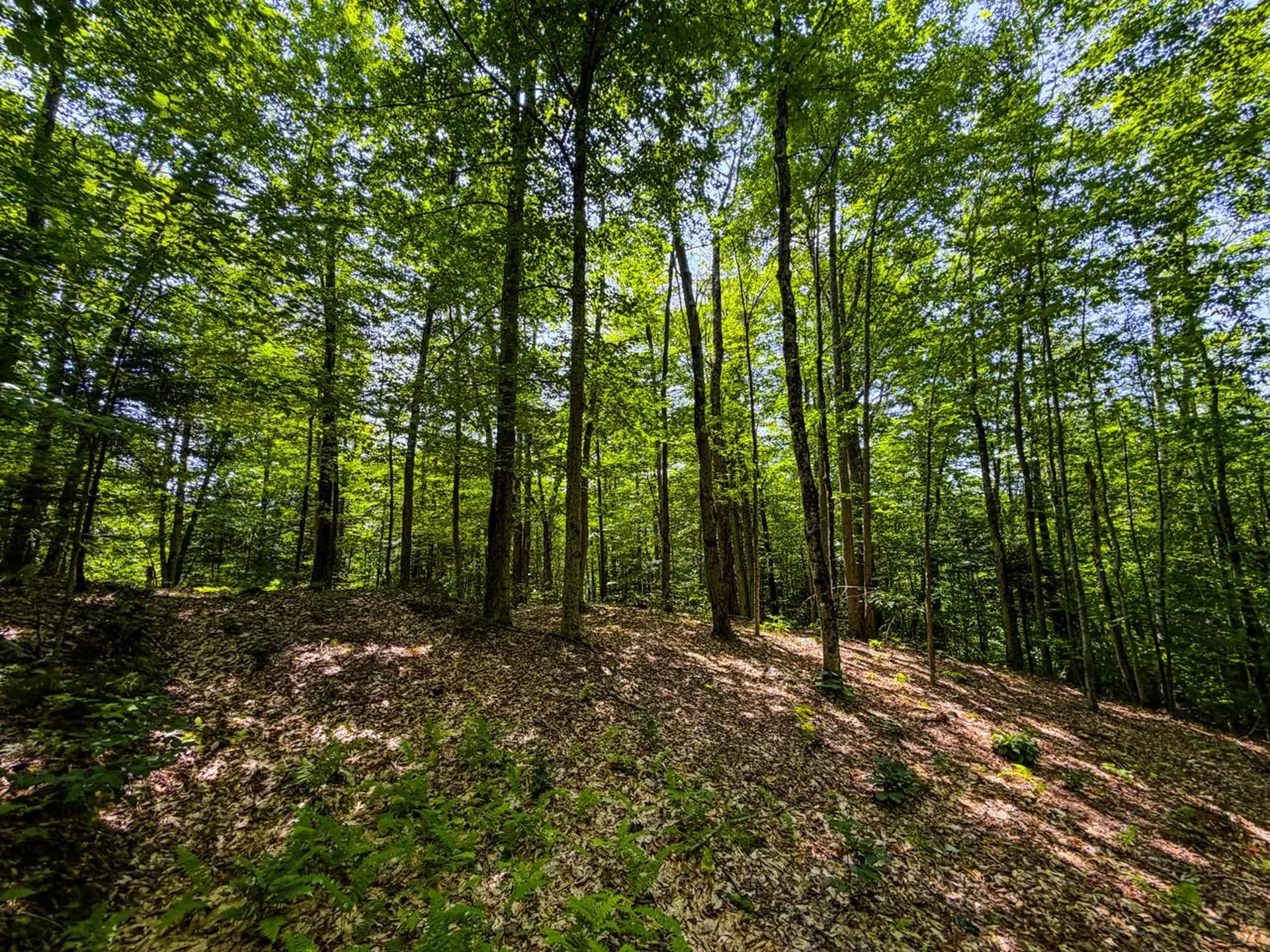 Tbd Taylor Road Duxbury VT 05660