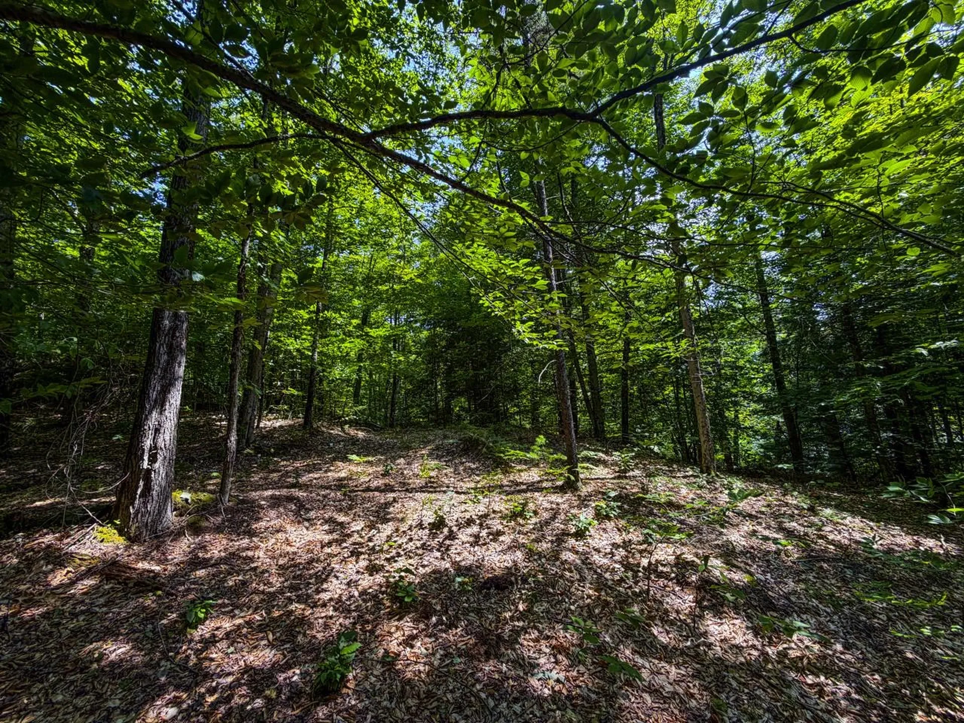 Tbd Taylor Road Duxbury VT 05660