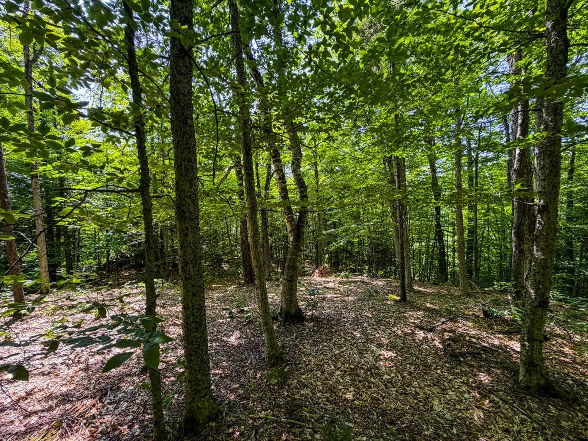 Tbd Taylor Road Duxbury VT 05660