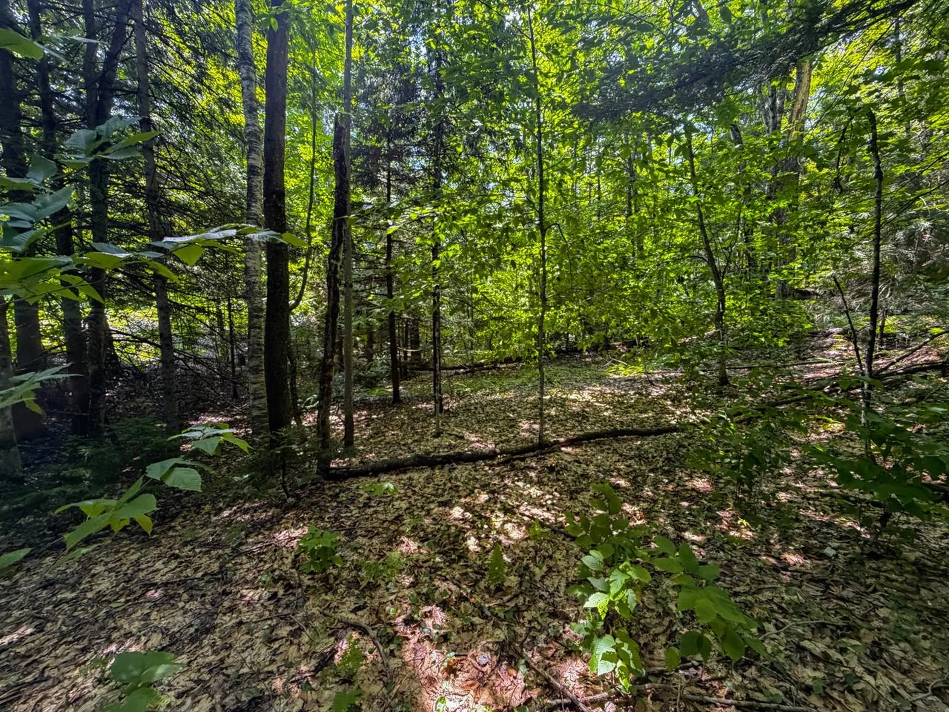 Tbd Taylor Road Duxbury VT 05660