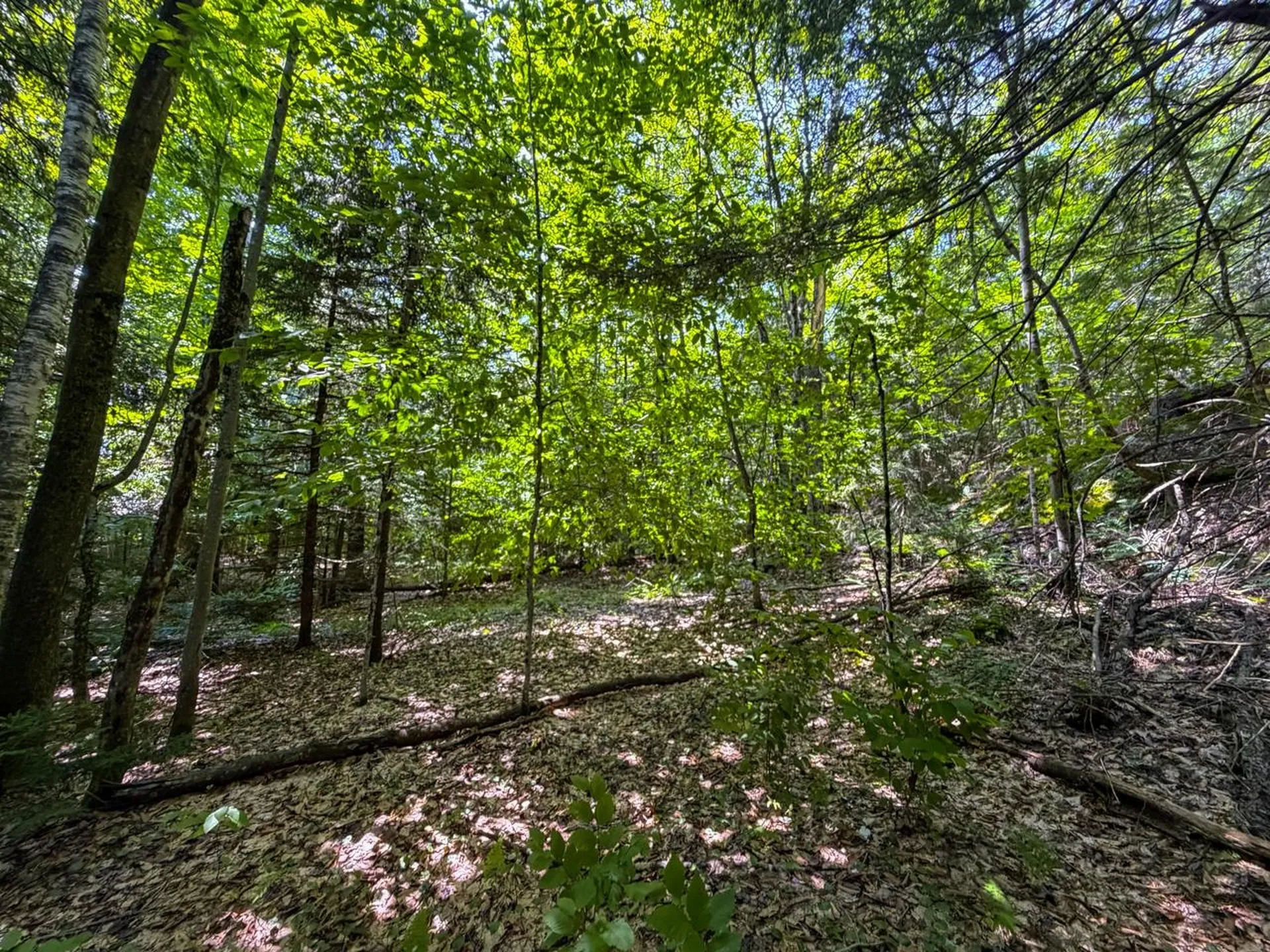 Tbd Taylor Road Duxbury VT 05660
