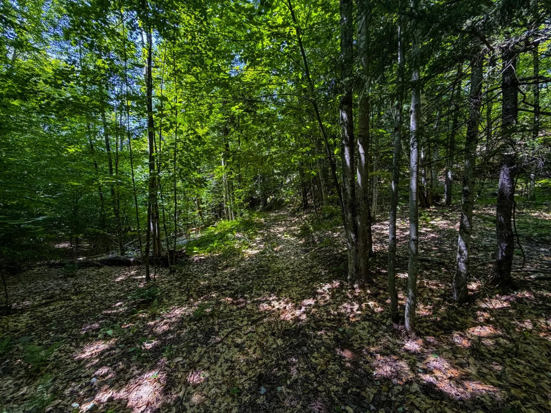 Tbd Taylor Road Duxbury VT 05660