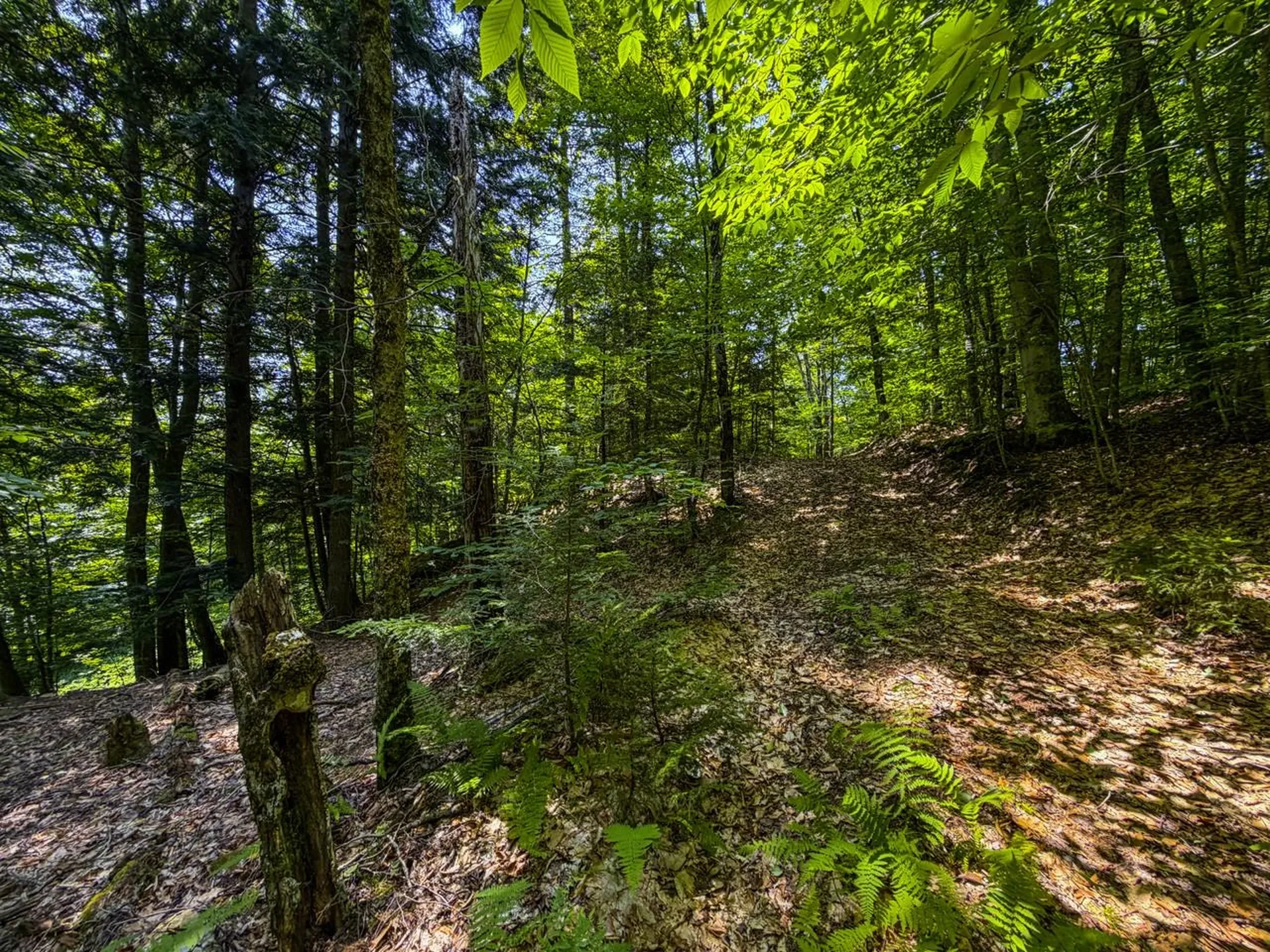 Tbd Taylor Road Duxbury VT 05660