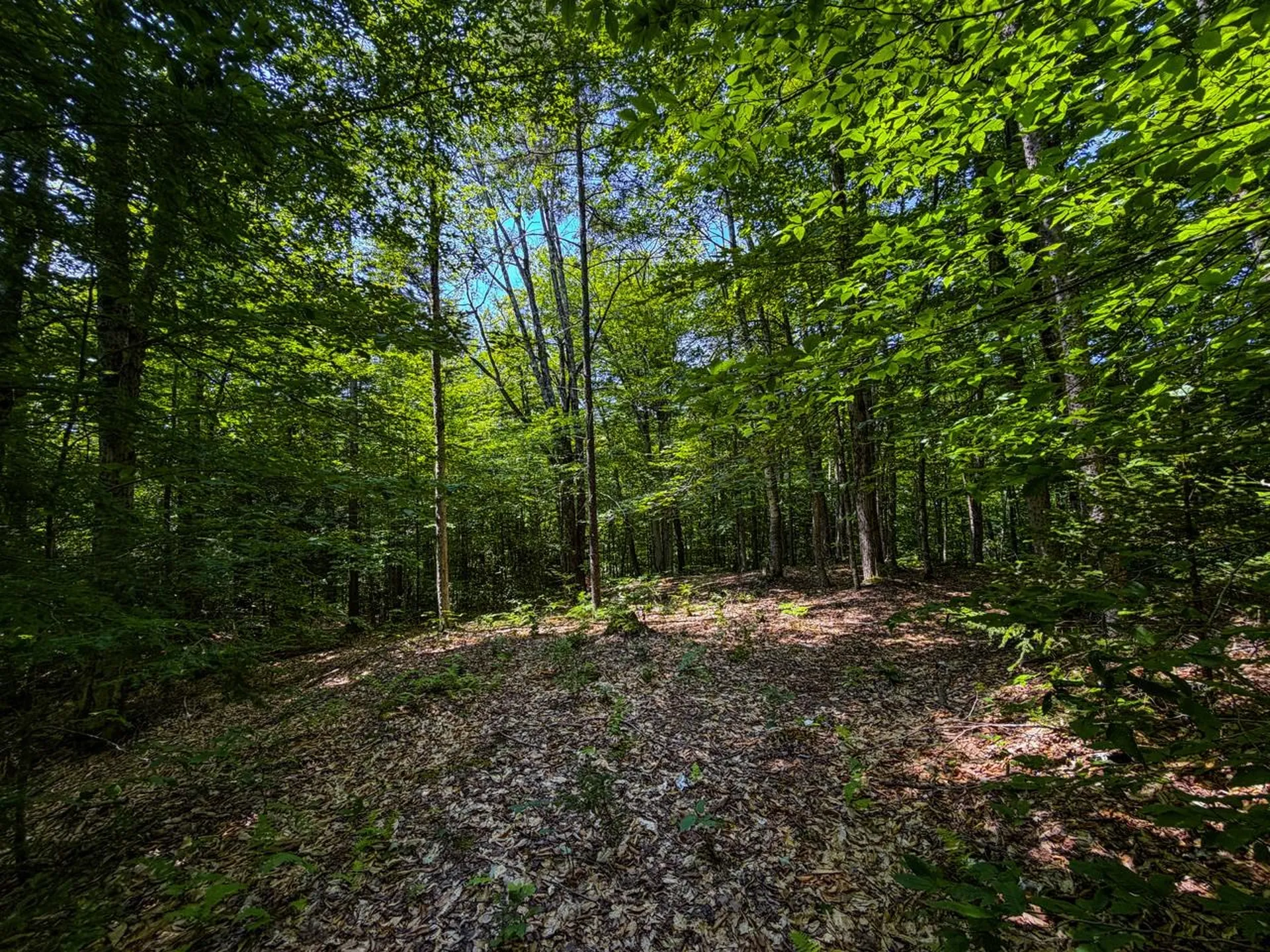 Tbd Taylor Road Duxbury VT 05660