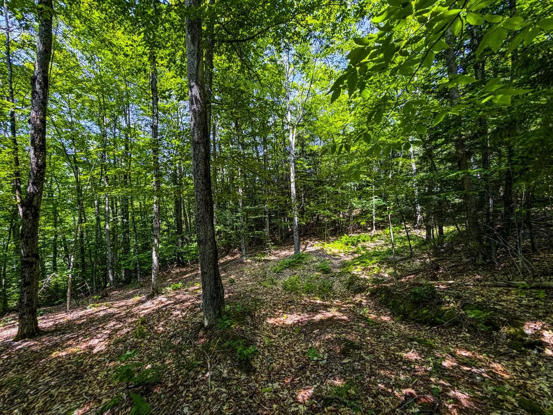 Tbd Taylor Road Duxbury VT 05660