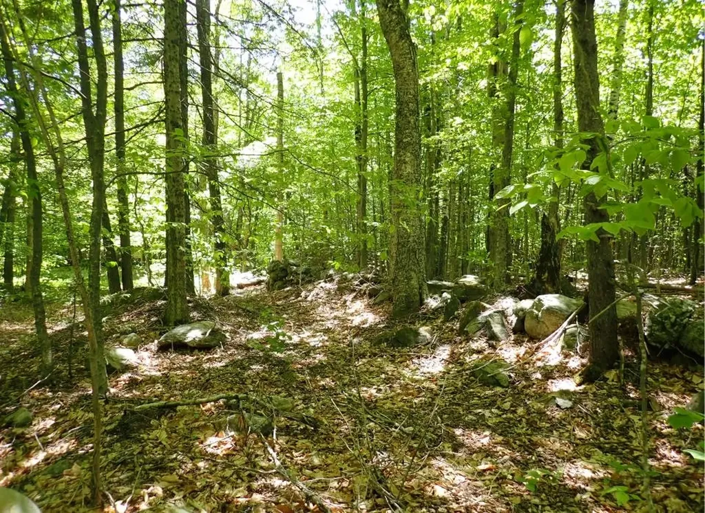 0 Black Bear Road Jamaica VT 05343