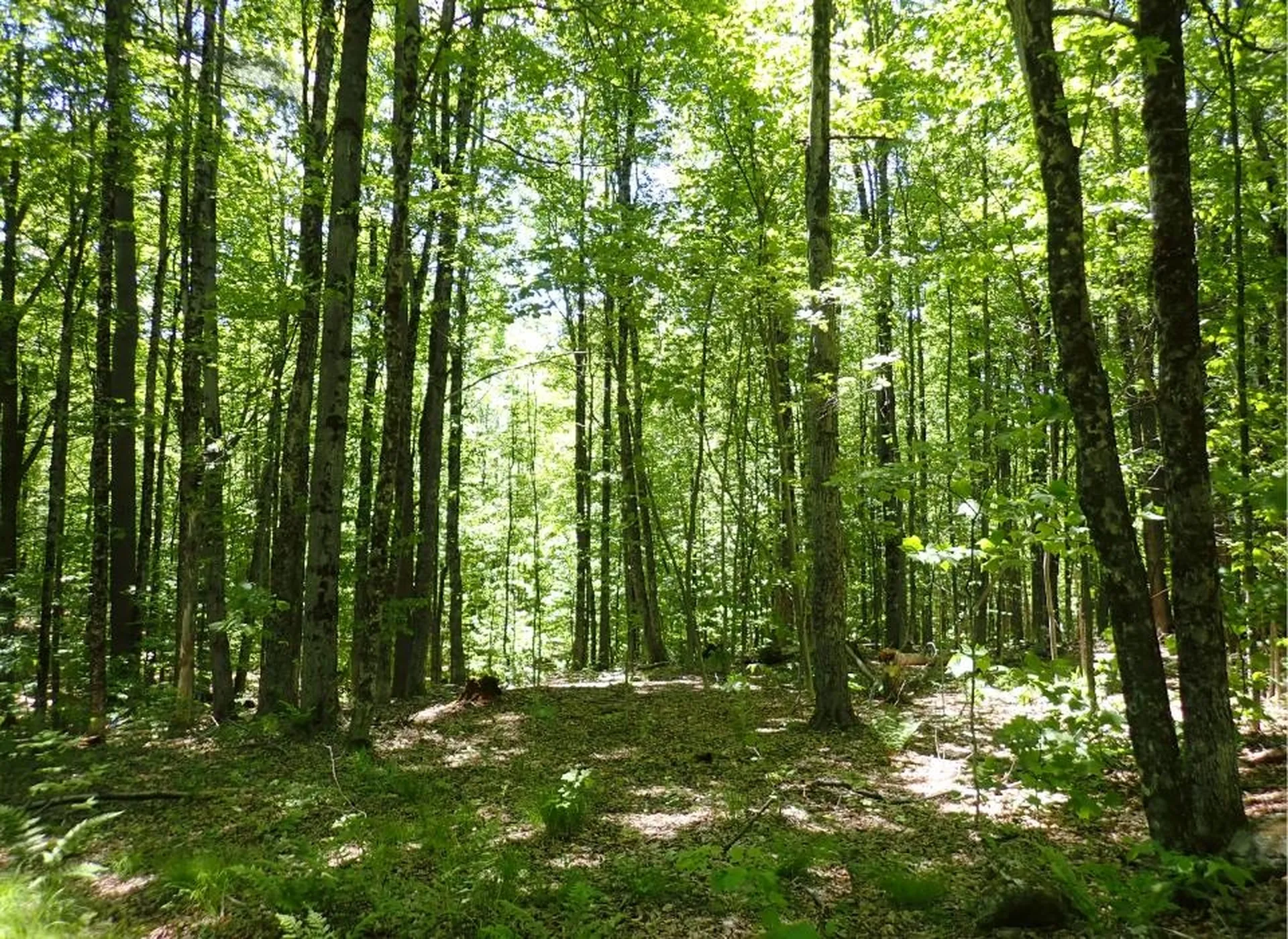 0 Black Bear Road Jamaica VT 05343