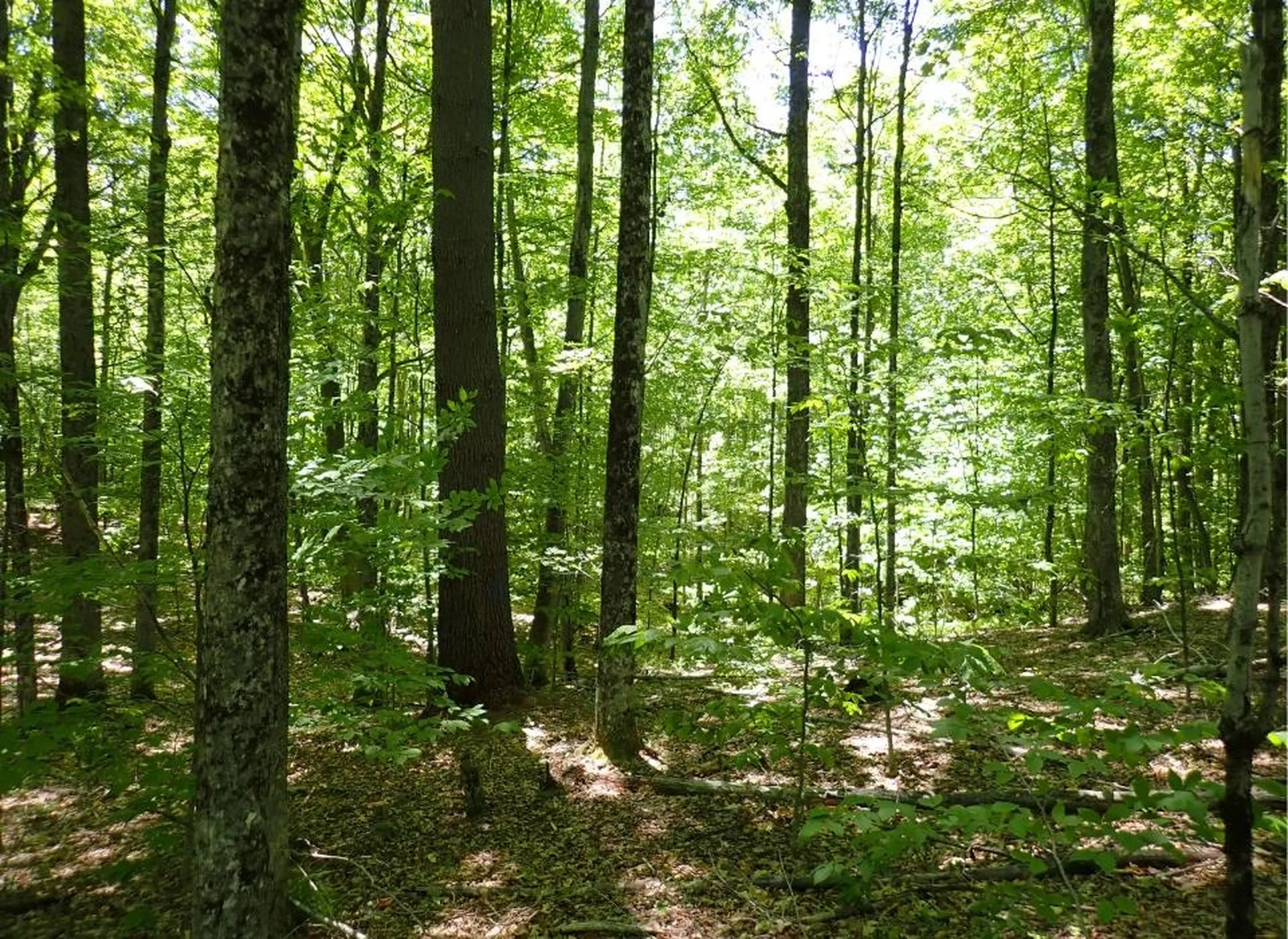 0 Black Bear Road Jamaica VT 05343