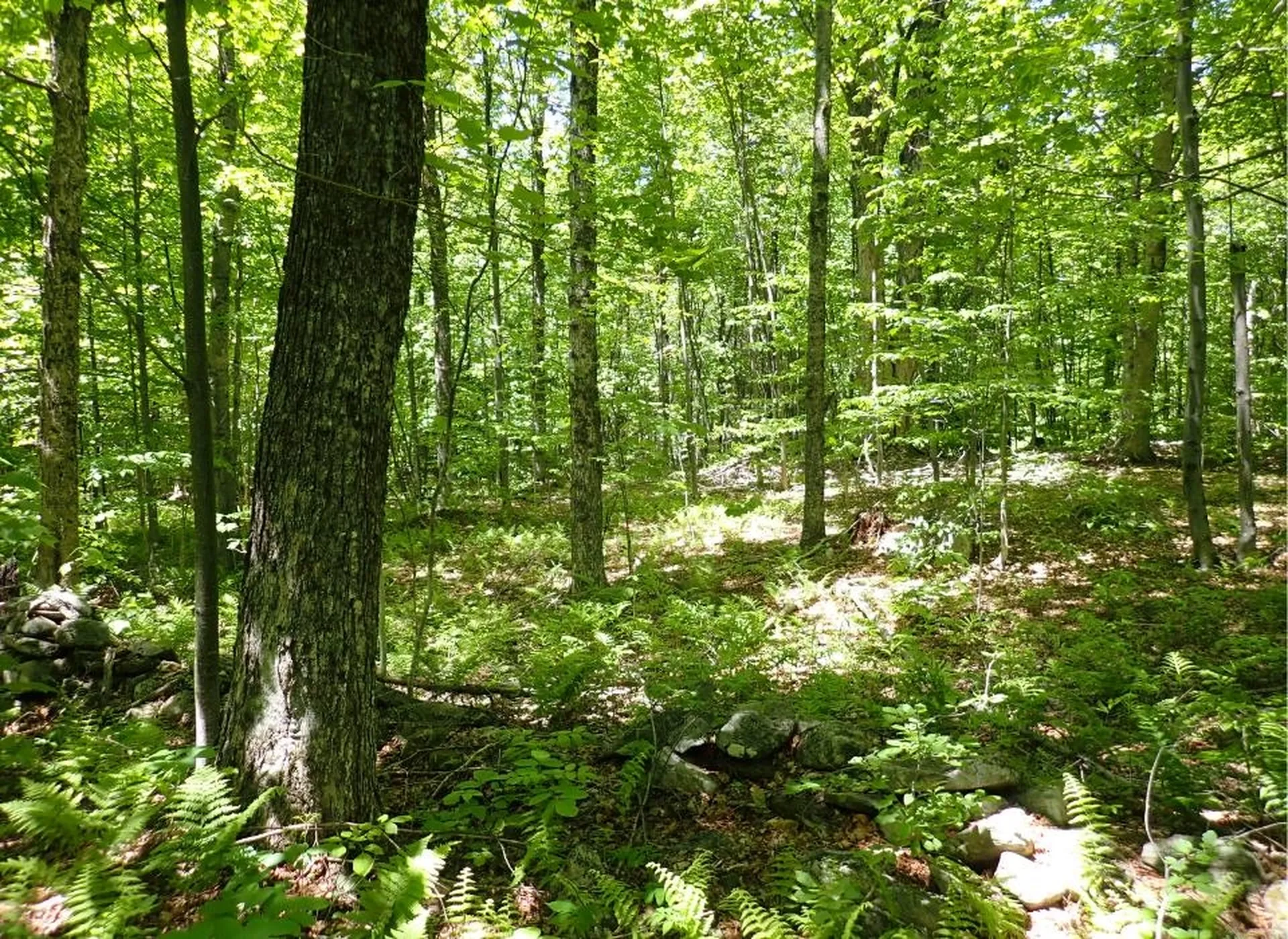 0 Black Bear Road Jamaica VT 05343