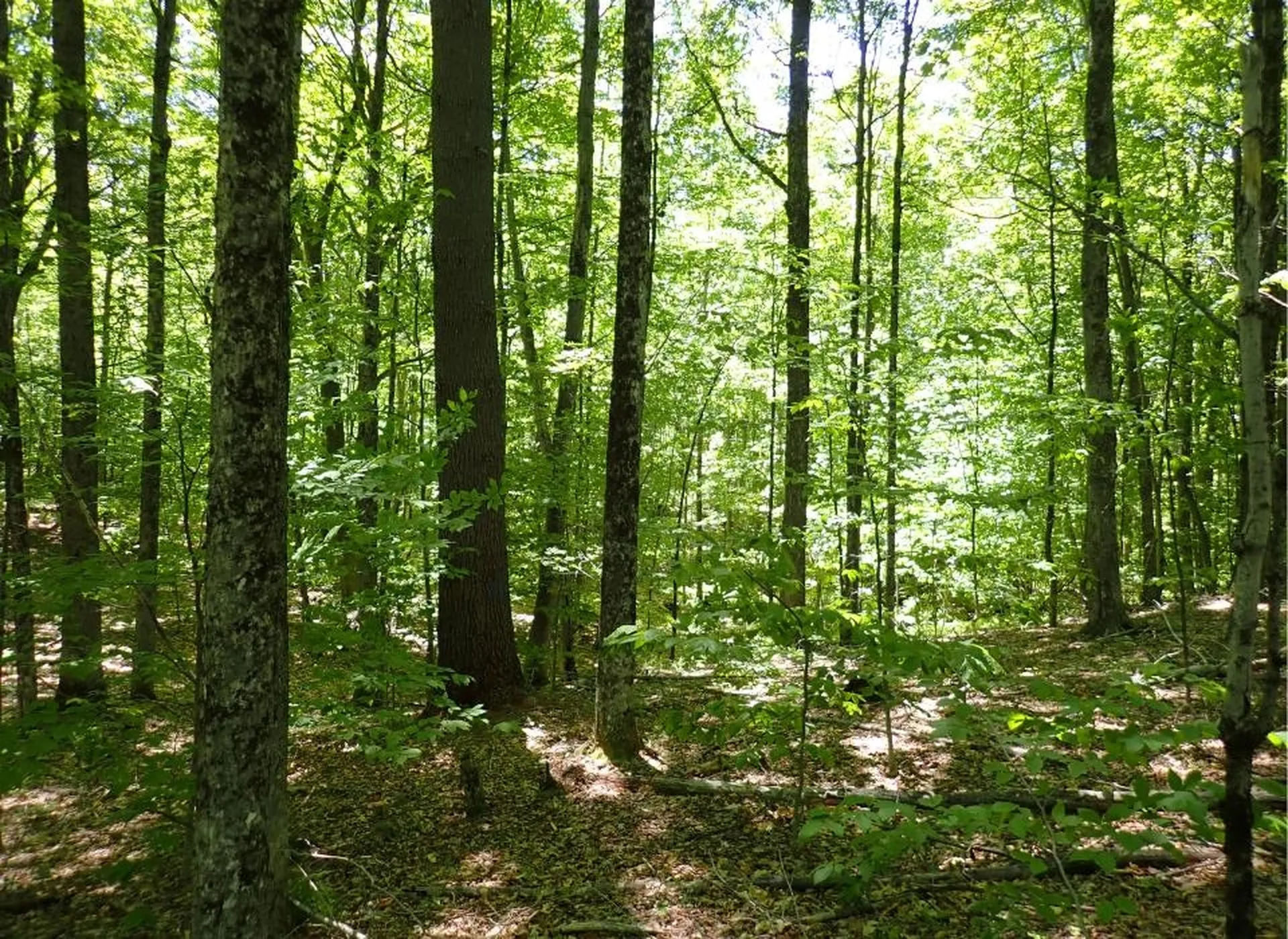 0 Black Bear Road Jamaica VT 05343