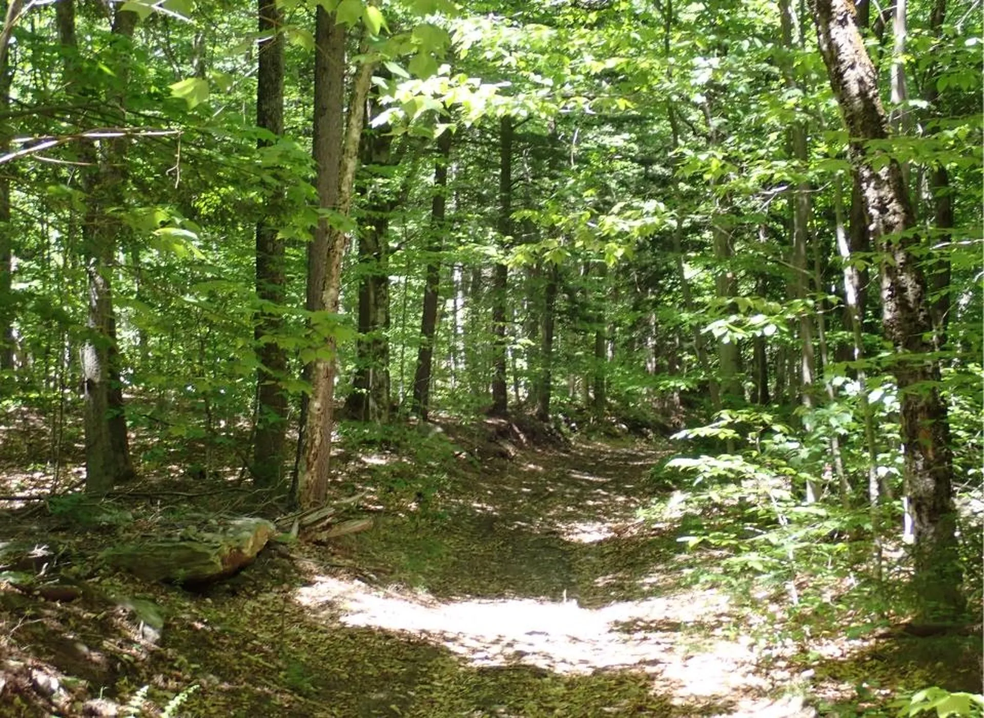 0 Black Bear Road Jamaica VT 05343