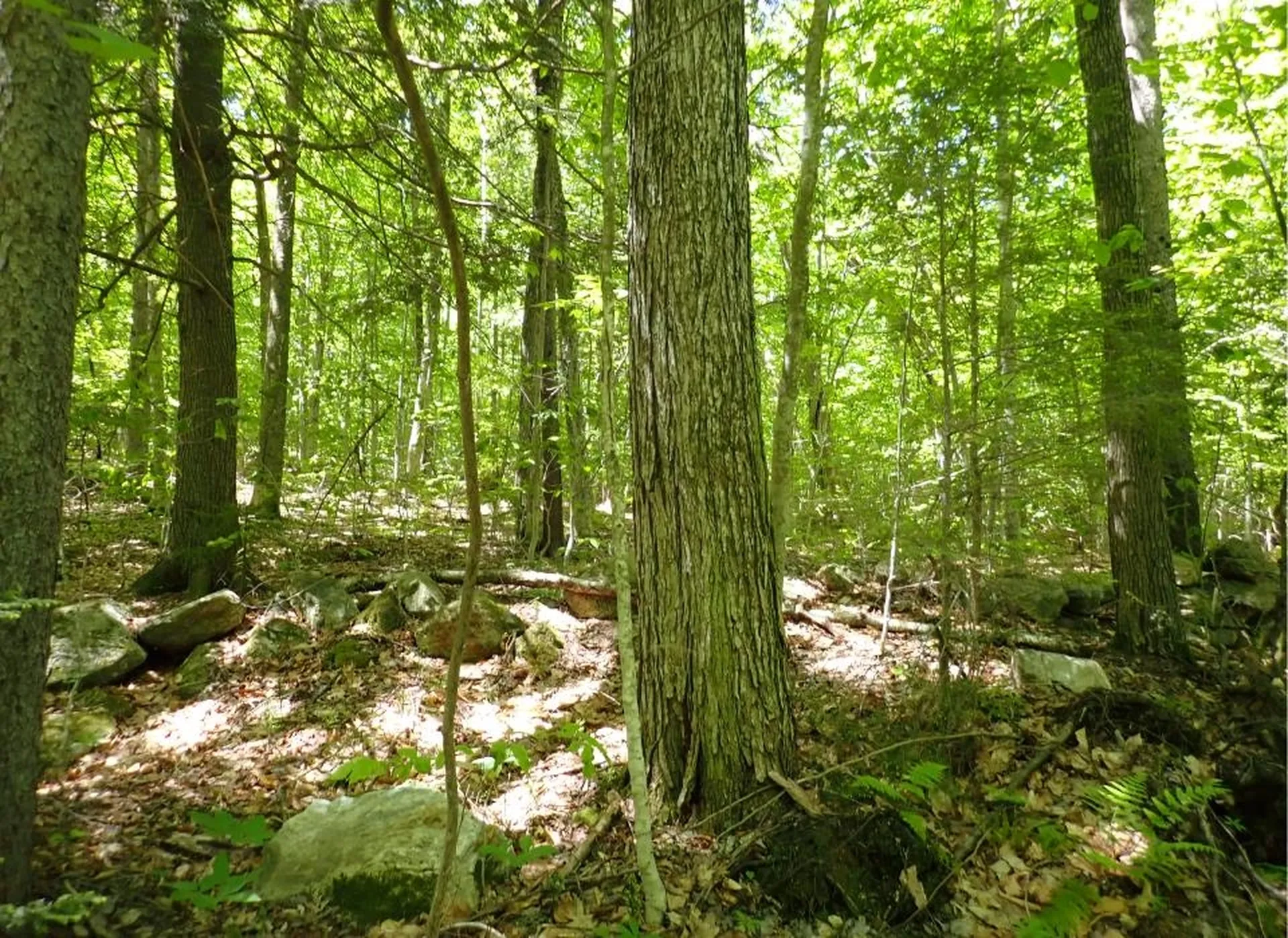 0 Black Bear Road Jamaica VT 05343