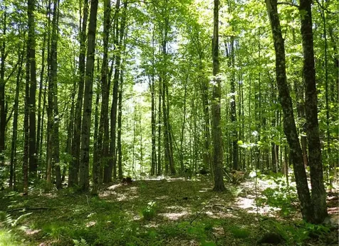 0 Black Bear Road Jamaica VT 05343