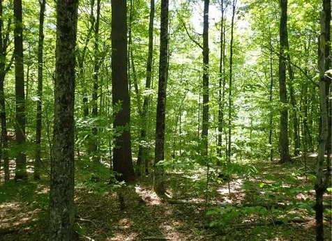 0 Black Bear Road Jamaica VT 05343